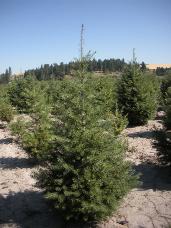 Douglas Fir